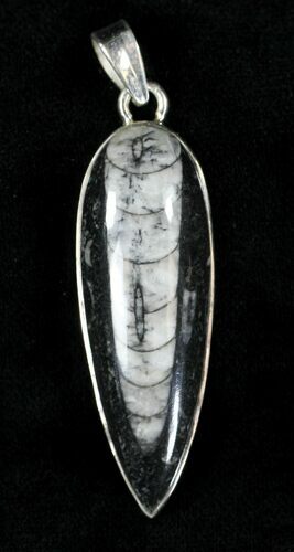 Fossil Orthoceras Pendant - Sterling Silver #21604